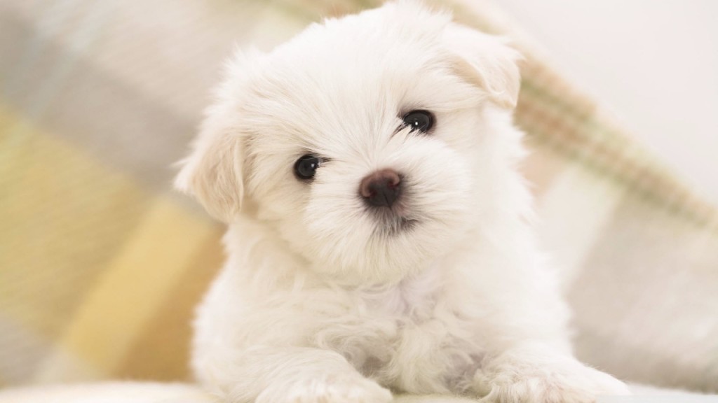 white_fluffy_puppy-wallpaper-1280x720 (1)