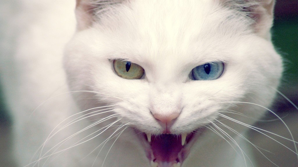 White-Cat-Hissing-Desktop-Wallpaper